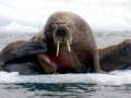 Walrus