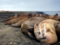 Walrus