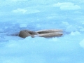 Walrus