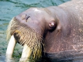 Walrus