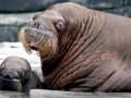 Walrus