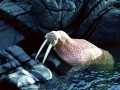 Walrus