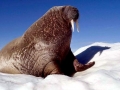 Walrus