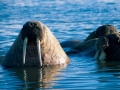 Walrus
