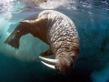 Walrus