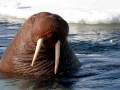 Walrus