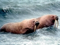 Walrus