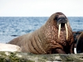 Walrus
