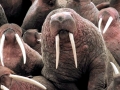 Walrus
