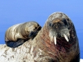 Walrus