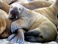 Walrus