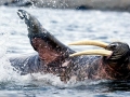 Walrus