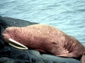 Walrus