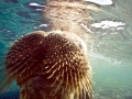 Walrus