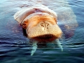 Walrus