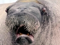 Walrus
