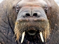 Walrus