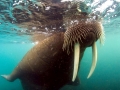 Walrus