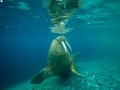 Walrus