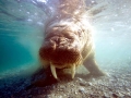 Walrus