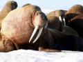 Walrus