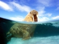 Walrus