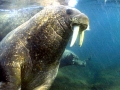 Walrus