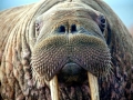 Walrus