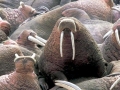 Walrus