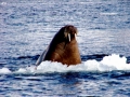 Walrus