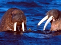 Walrus