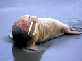 Walrus