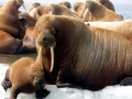 Walrus