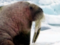 Walrus