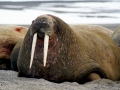 Walrus