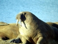 Walrus
