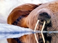 Walrus