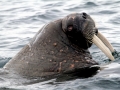 Walrus