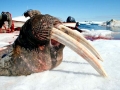 Walrus