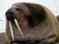 Walrus