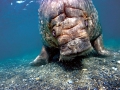 Walrus