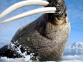 Walrus
