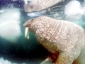 walrus014.jpg