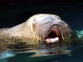 Walrus