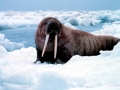 Walrus