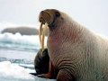 Walrus