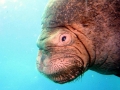 Walrus