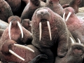 Walrus