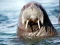 Walrus