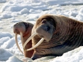 Walrus